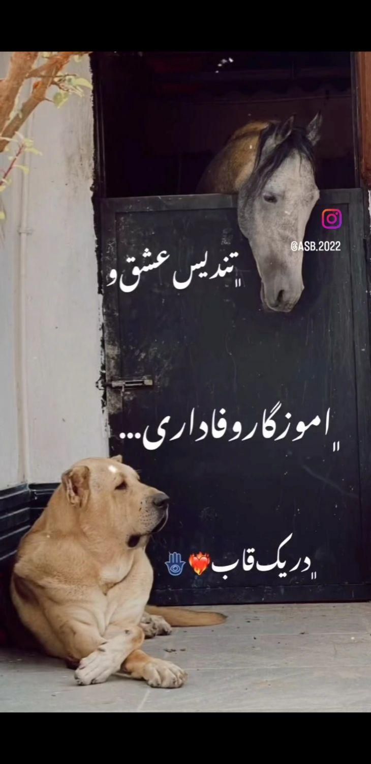 نگهداری و پانسیون اسب در منطقه هماشهر سیرجان|اسب و تجهیزات اسب‌سواری|سیرجان, |دیوار
