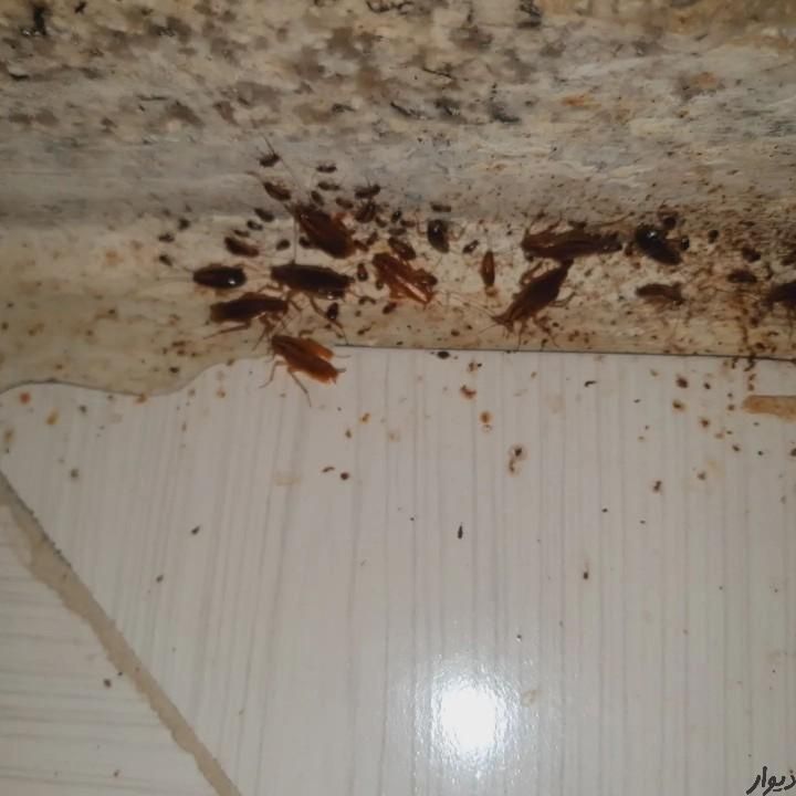 سمپاشی صدراریشه کنی موریانه|خدمات نظافت|زاهدان, |دیوار