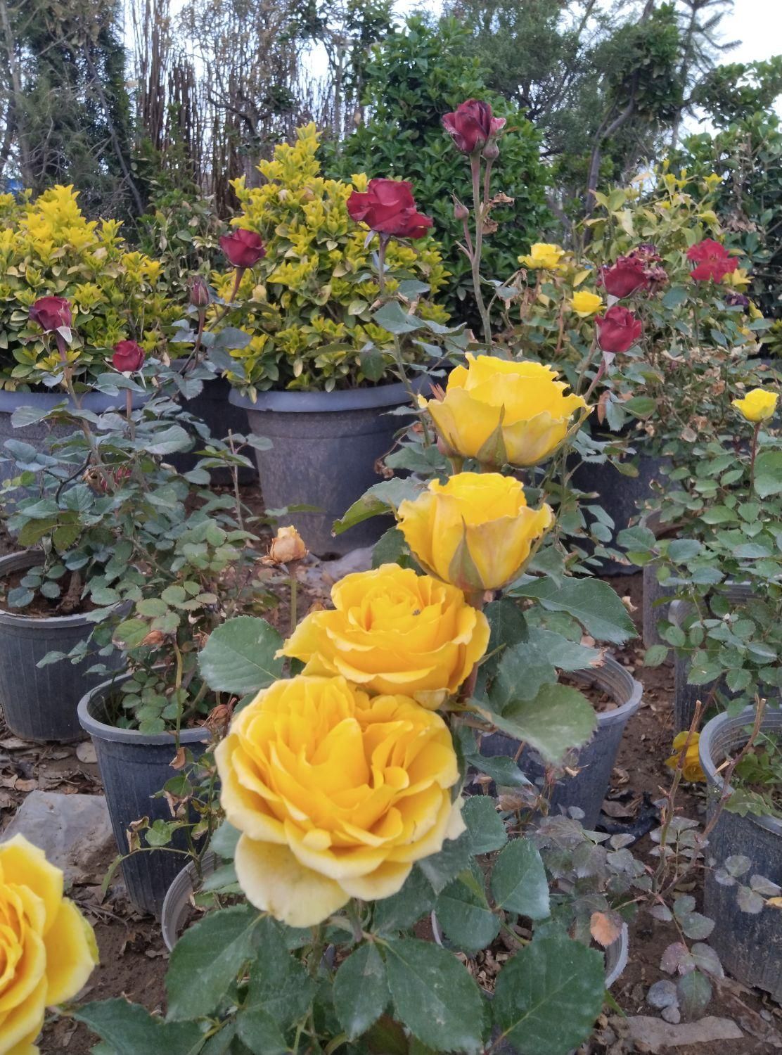 انواع گل گیاه و کاج لاوسون|خدمات باغبانی و درختکاری|اردبیل, |دیوار