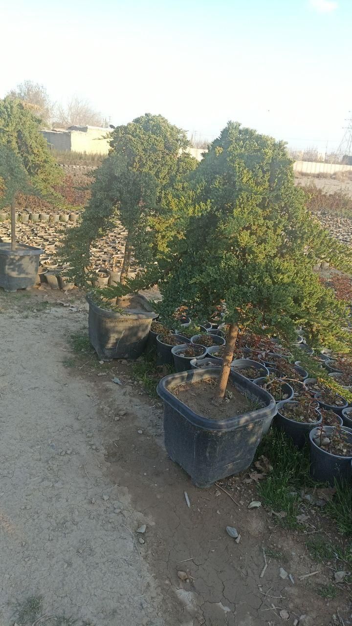 کاج ستاره ای و مورت|گل و گیاه طبیعی|کرج, ملک‌آباد|دیوار