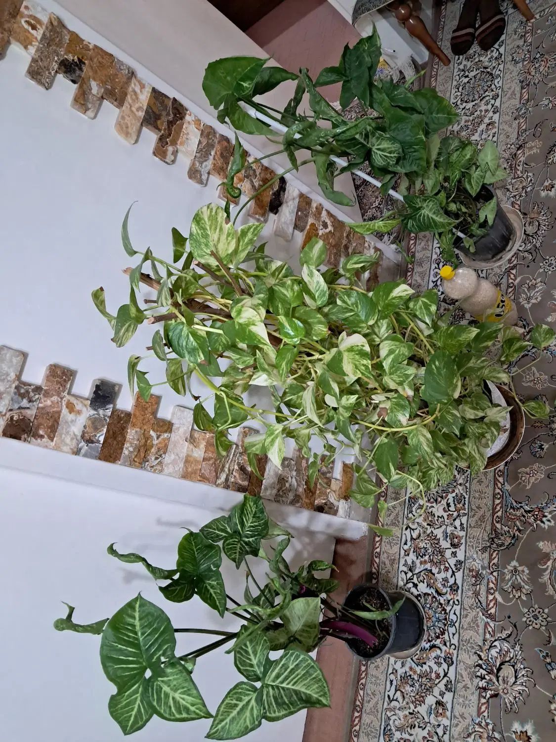 گل پتوس سینگونیم سینگونیوم فیلودنترون فیلودندرون|گل و گیاه طبیعی|اندیشه, اندیشه فاز ۱|دیوار