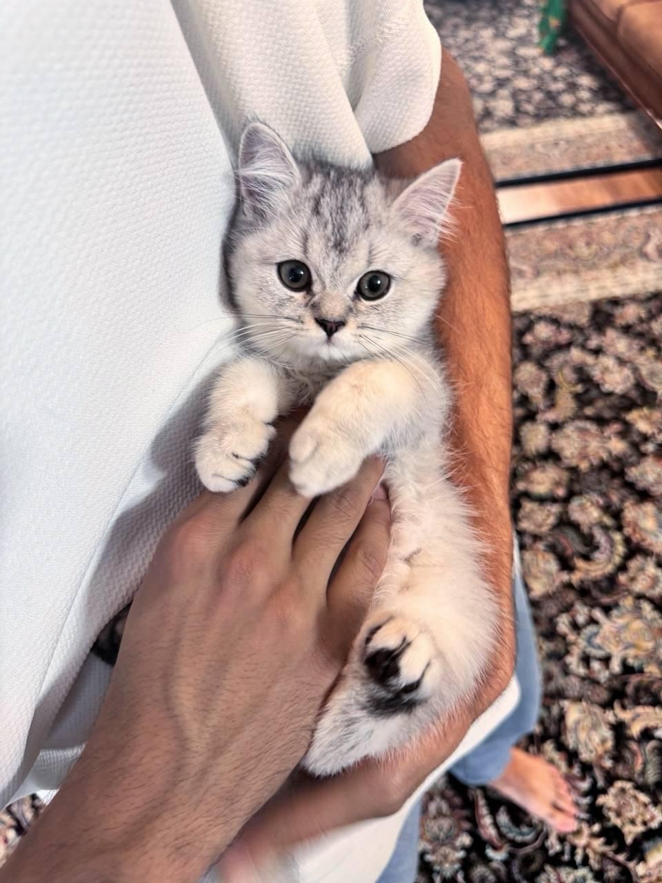 گربه اصالت دار و خالص از همه نژاد ها|گربه|قم, سراجه (۱۵ خرداد)|دیوار