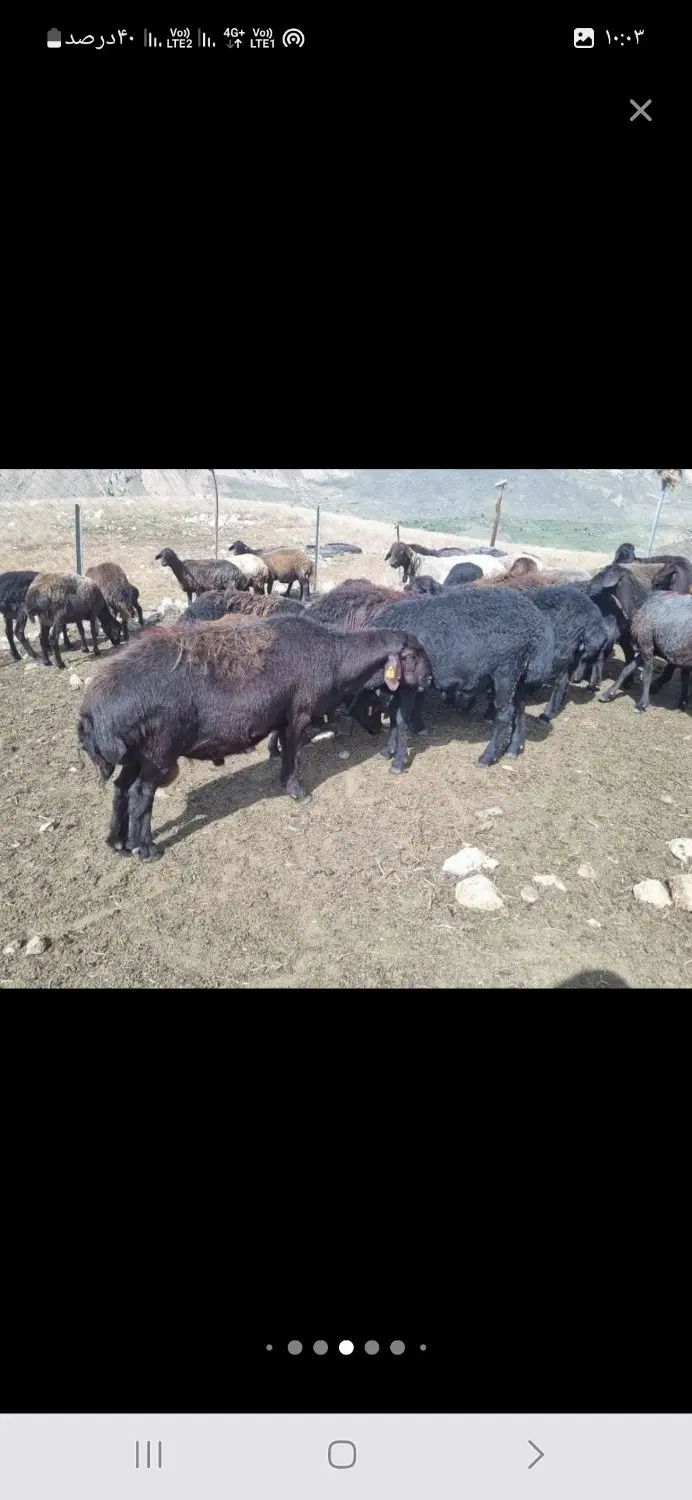 خرید گوسفند دام طیور تهران اعلام قیمت روزانه|حیوانات مزرعه|تهران, فاطمی|دیوار