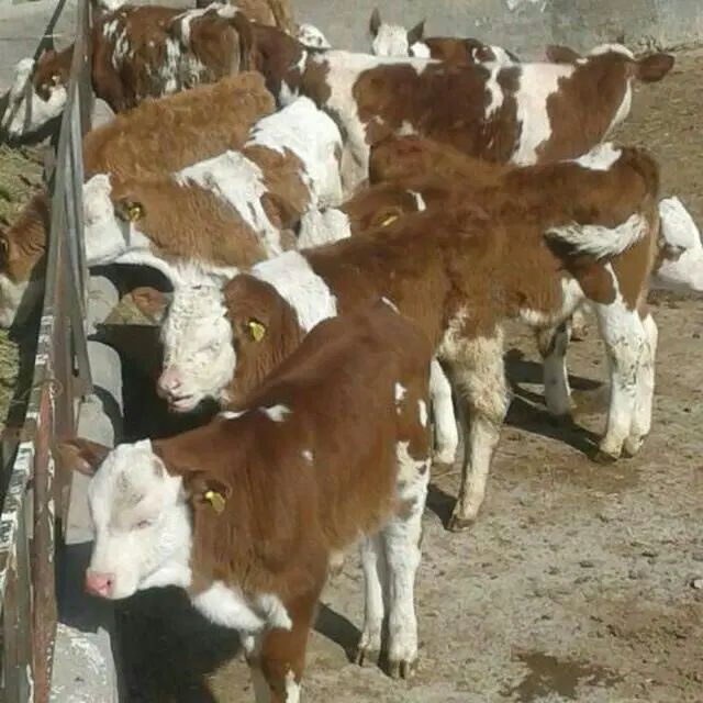 مرکز پخش و فروش گوساله|حیوانات مزرعه|ایلام, |دیوار