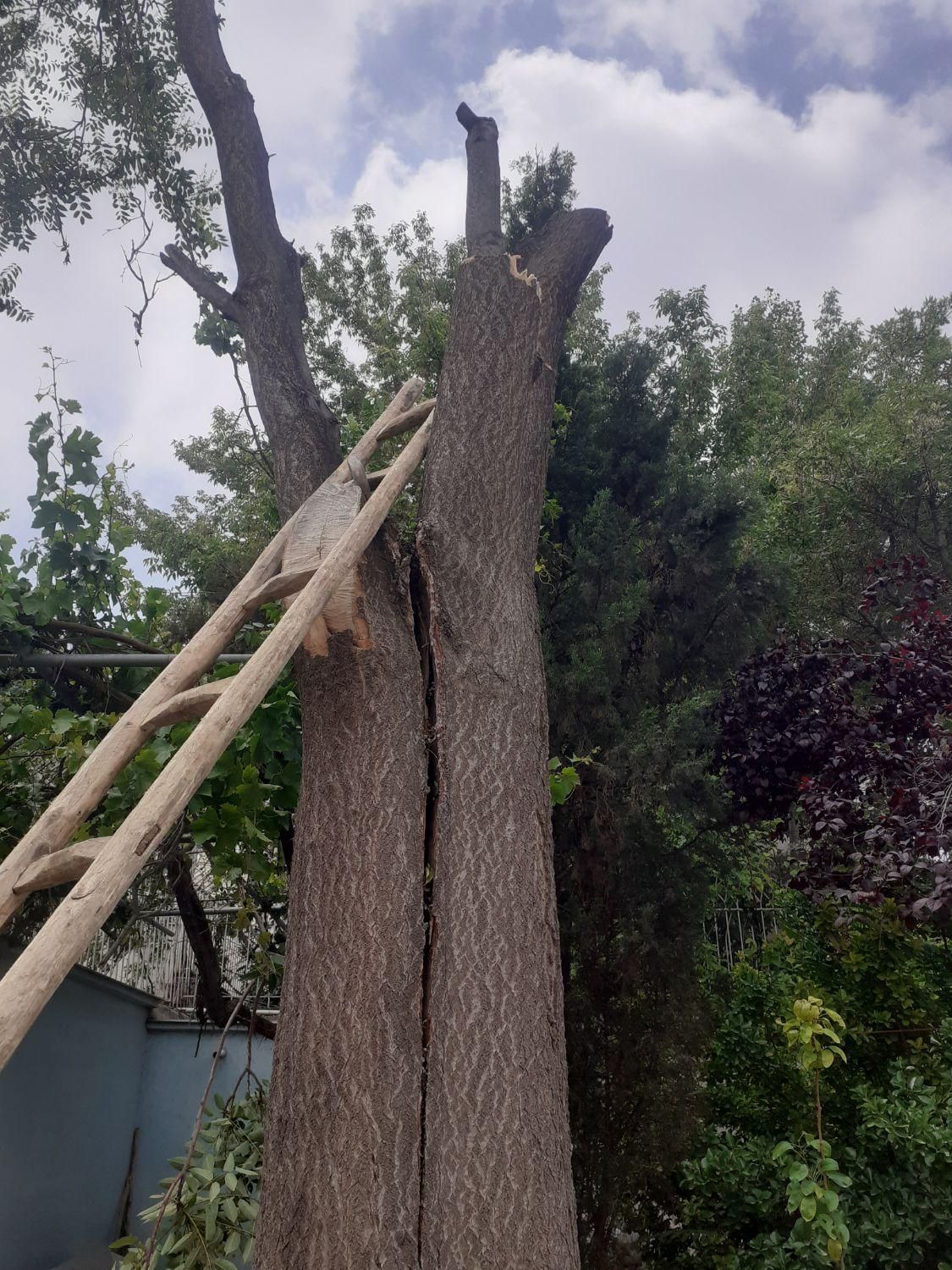 قطع وهرس درختان باغی وویلایی ،اره موتوری،خرید چوب|خدمات باغبانی و درختکاری|مشهد, توس (بلوار توس)|دیوار