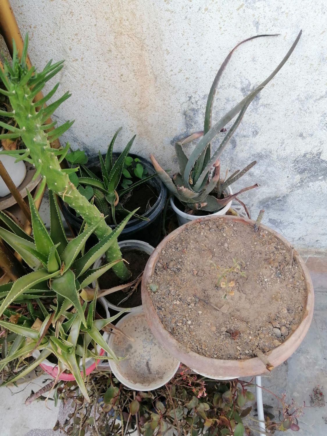 فروش گل طبیعی|گل و گیاه طبیعی|شیراز, شهرک مهدیآباد|دیوار