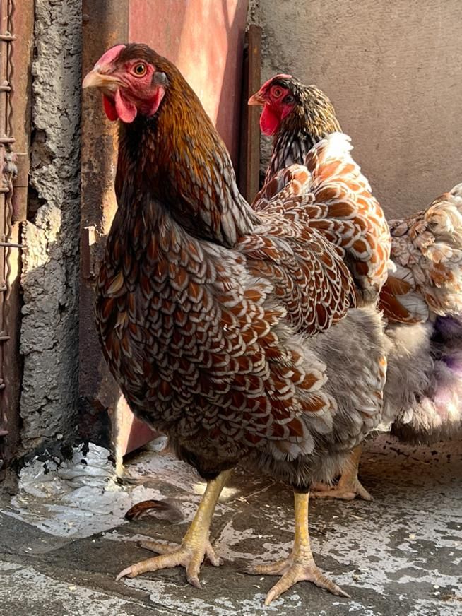 ویاندوت ویاندوت بلورد|حیوانات مزرعه|تهران, امام خمینی|دیوار