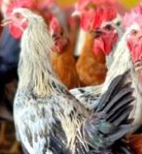مرغ و خروس .قربونی درمحل|حیوانات مزرعه|تهران, ستارخان|دیوار