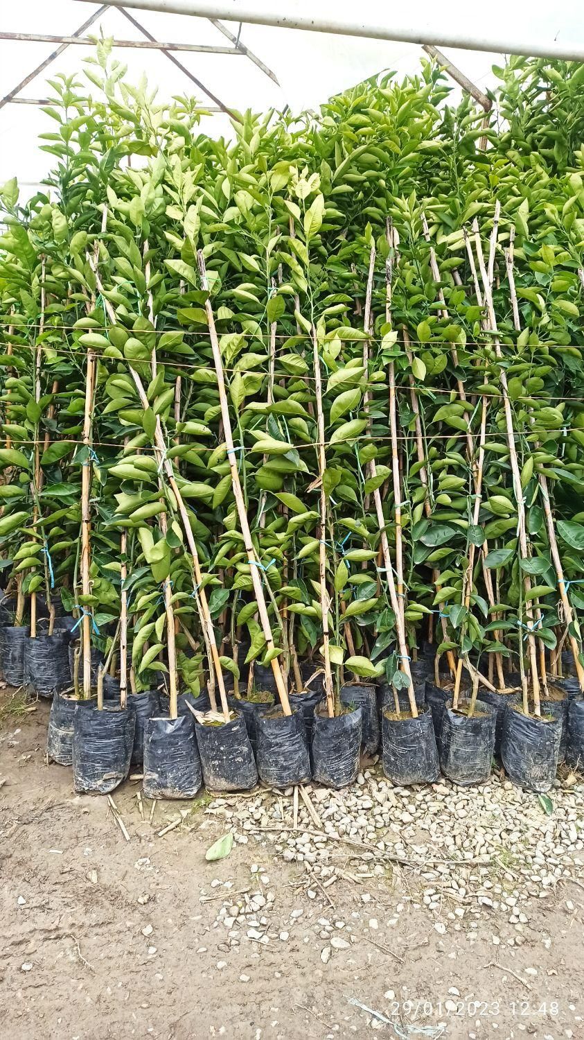 نهال میوه|گل و گیاه طبیعی|رشت, بلوار گیلان|دیوار