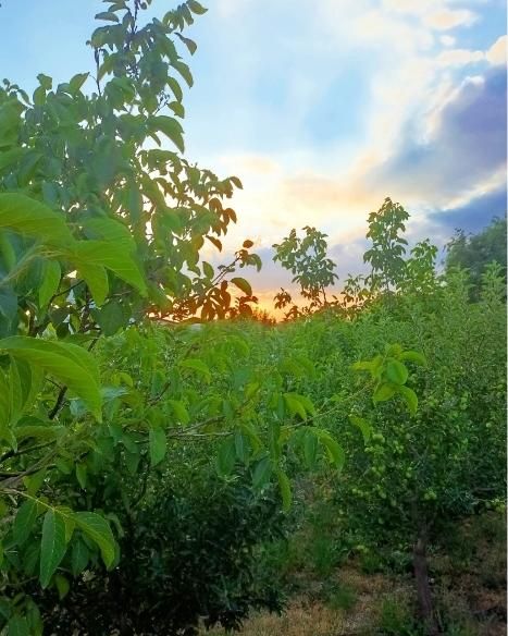 363متر جابان (دماوند)+انشعابات|فروش زمین و ملک کلنگی|دماوند, دماوند|دیوار