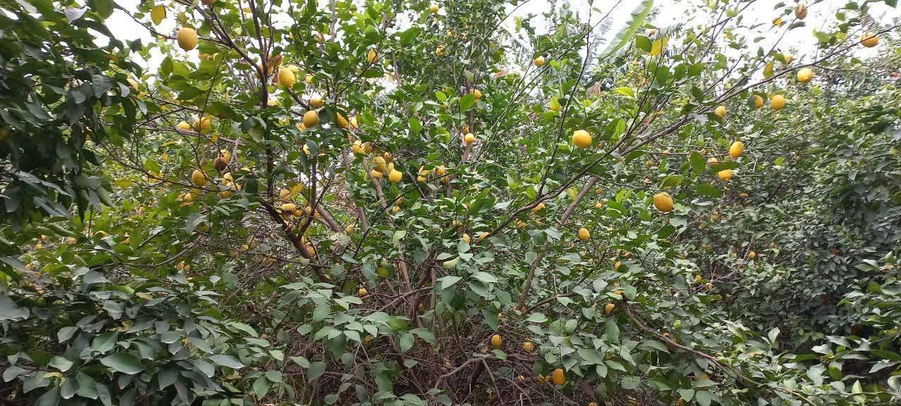 فروش باغ میوه  برق دار  نزدیک جاده اسفالت بن جعفر|فروش دفتر صنعتی، کشاورزی، تجاری|دزفول, |دیوار