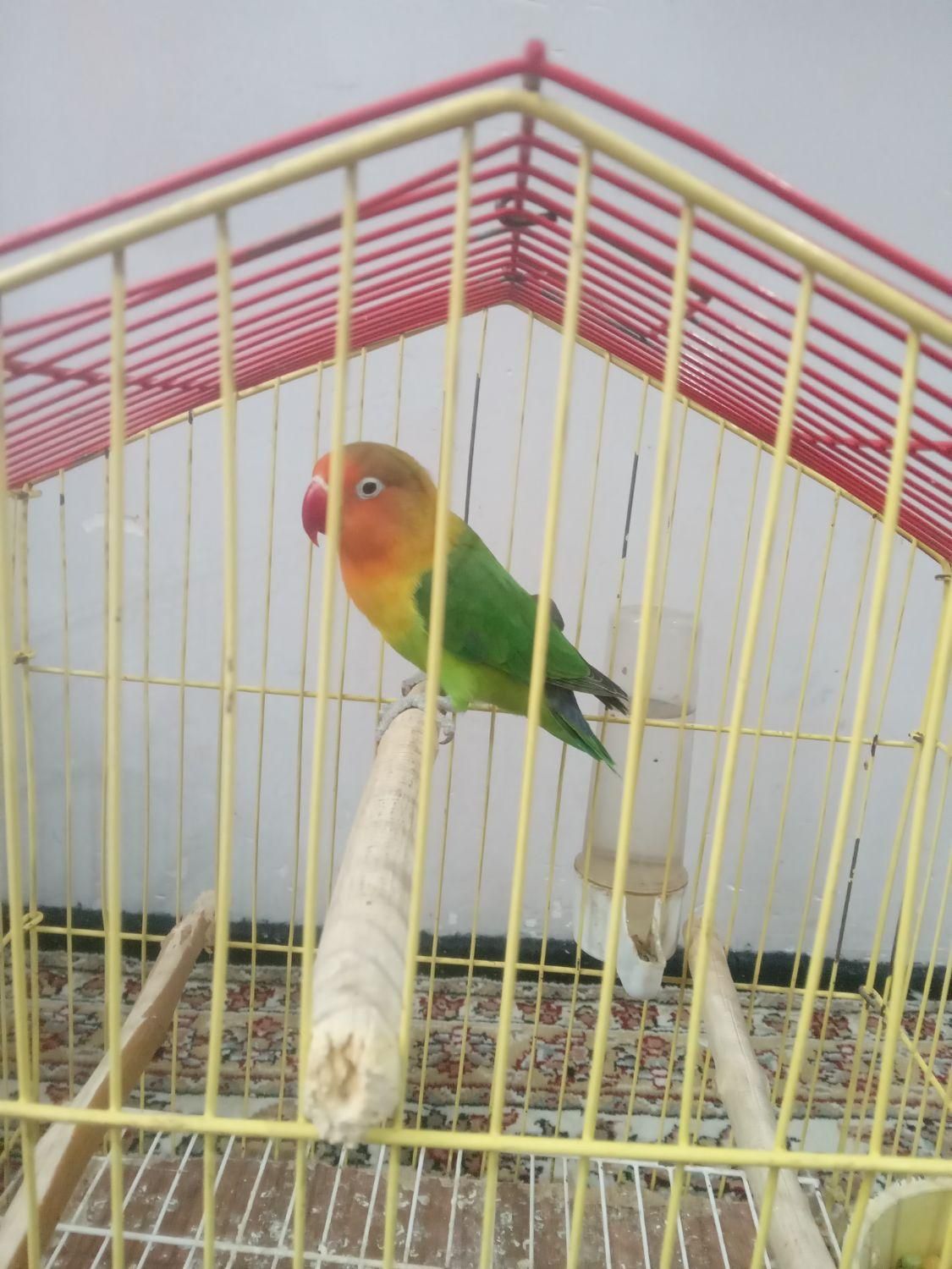 طوطی برزیلی|پرنده|گرمدره, |دیوار