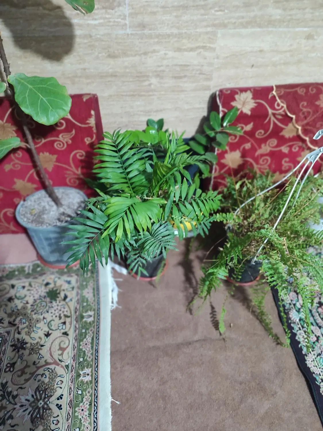 گلدون طبیعی|گل و گیاه طبیعی|تهران, تهرانپارس غربی|دیوار