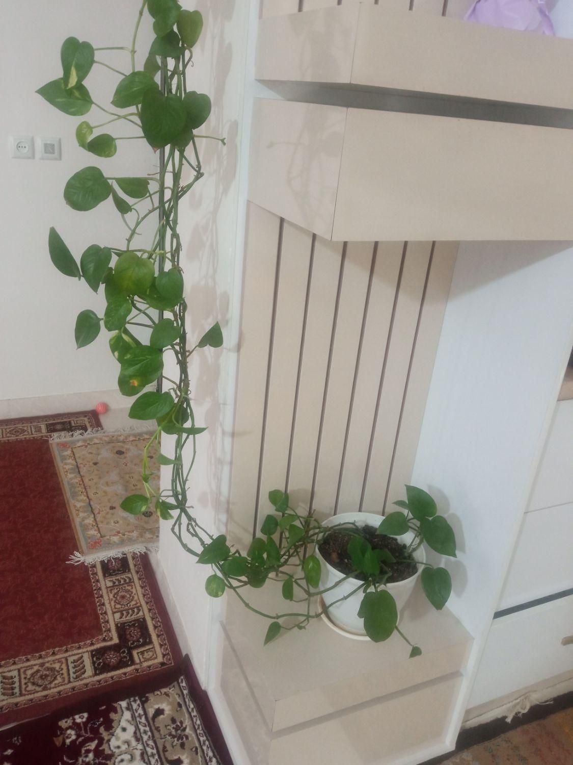 گل پتوس زیبا|گل و گیاه طبیعی|چوبر, |دیوار
