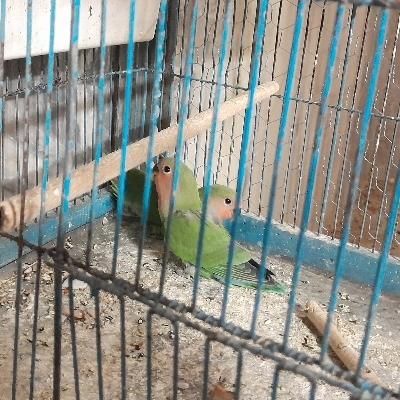 کوتوله|پرنده|قم, یزدان‌شهر|دیوار
