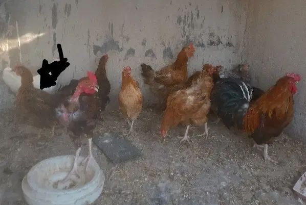 مرغ کوردی تخمگذار درشت و سالم بادوعددخروس.|حیوانات مزرعه|ایلام, |دیوار