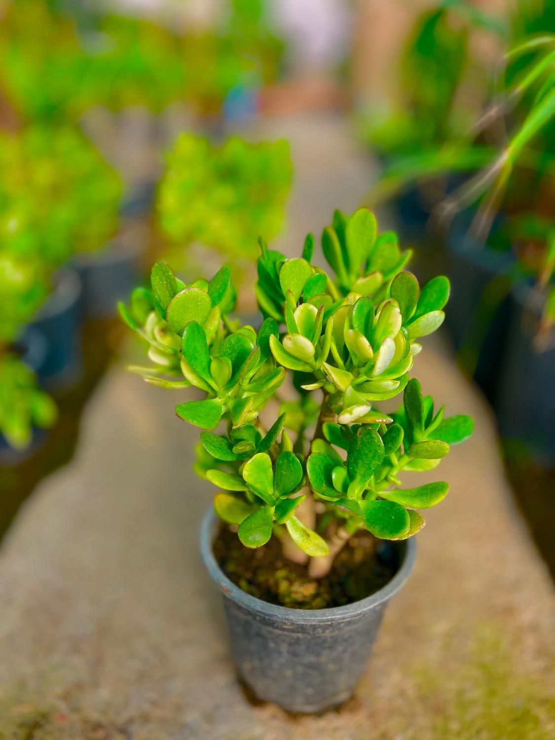 کراسولا یشم گیاه ثروت گل طبیعی|گل و گیاه طبیعی|مشهد, هنرور|دیوار