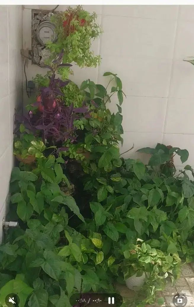 گل طبیعی، گلخونه|گل و گیاه طبیعی|مشهد, کوه سنگی|دیوار