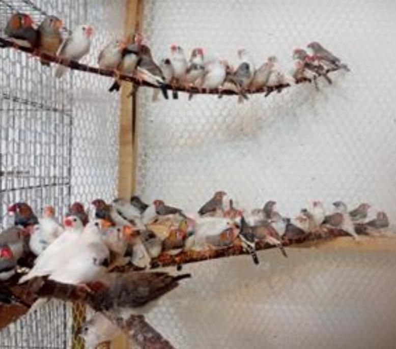 فنج بالغ خانگی|پرنده|رفسنجان, |دیوار