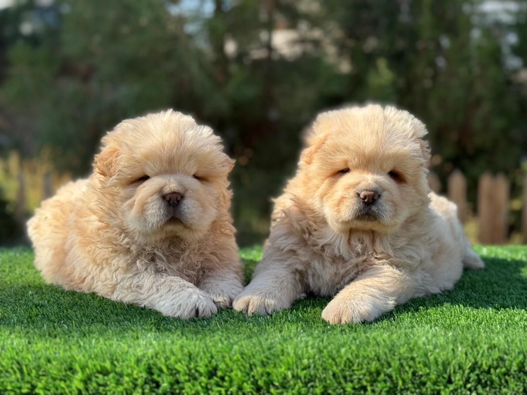 سگ چاوچاو وارداتی و داخلی چوچو|سگ|کرج, باغستان|دیوار