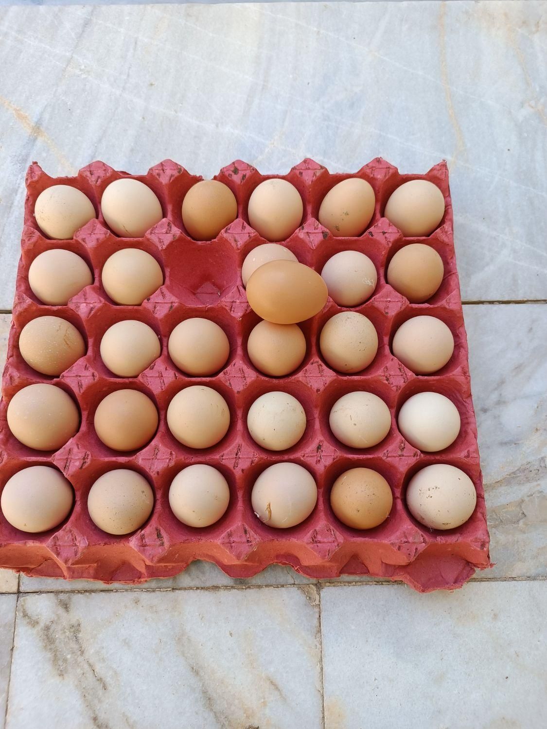 تخم مرغ محلی(بومی)تک زرده و دوزرده|خوردنی و آشامیدنی|اصفهان, خانه اصفهان|دیوار