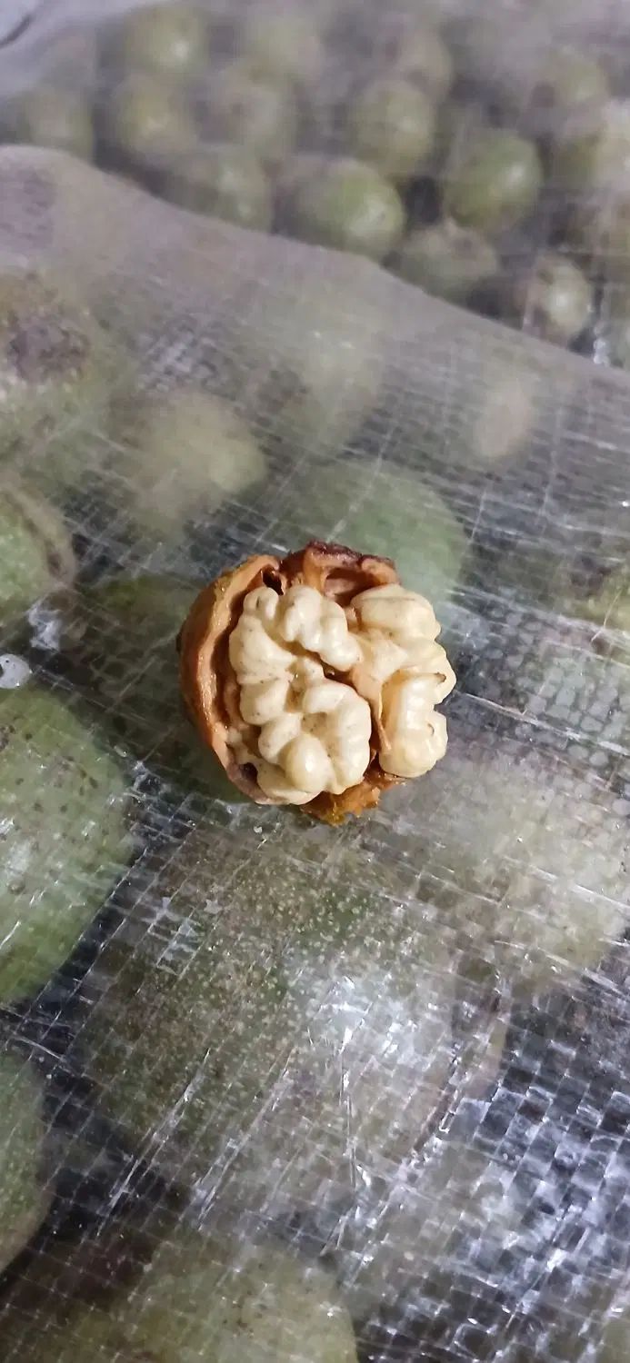 گردو درجه یک ودرشت|خوردنی و آشامیدنی|تهران, مسگرآباد|دیوار