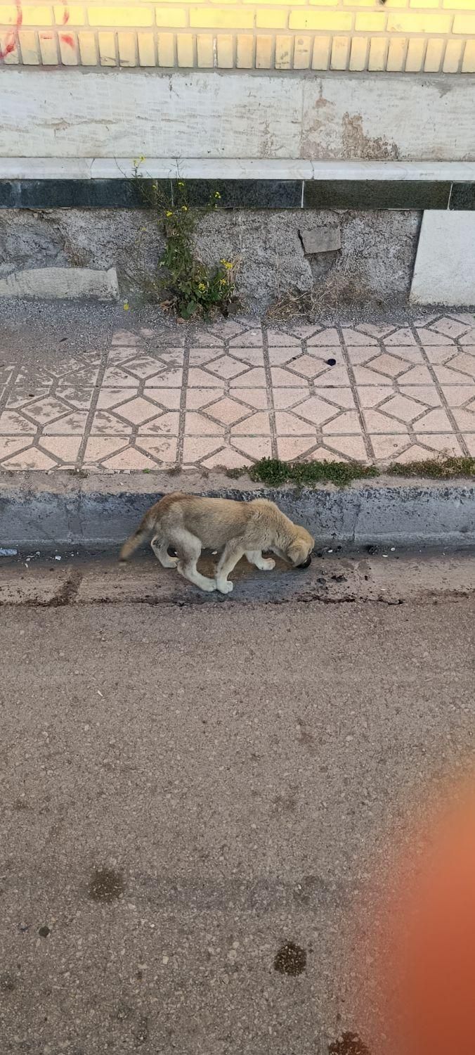 سگ سرابی ماده|سگ|اردبیل, |دیوار