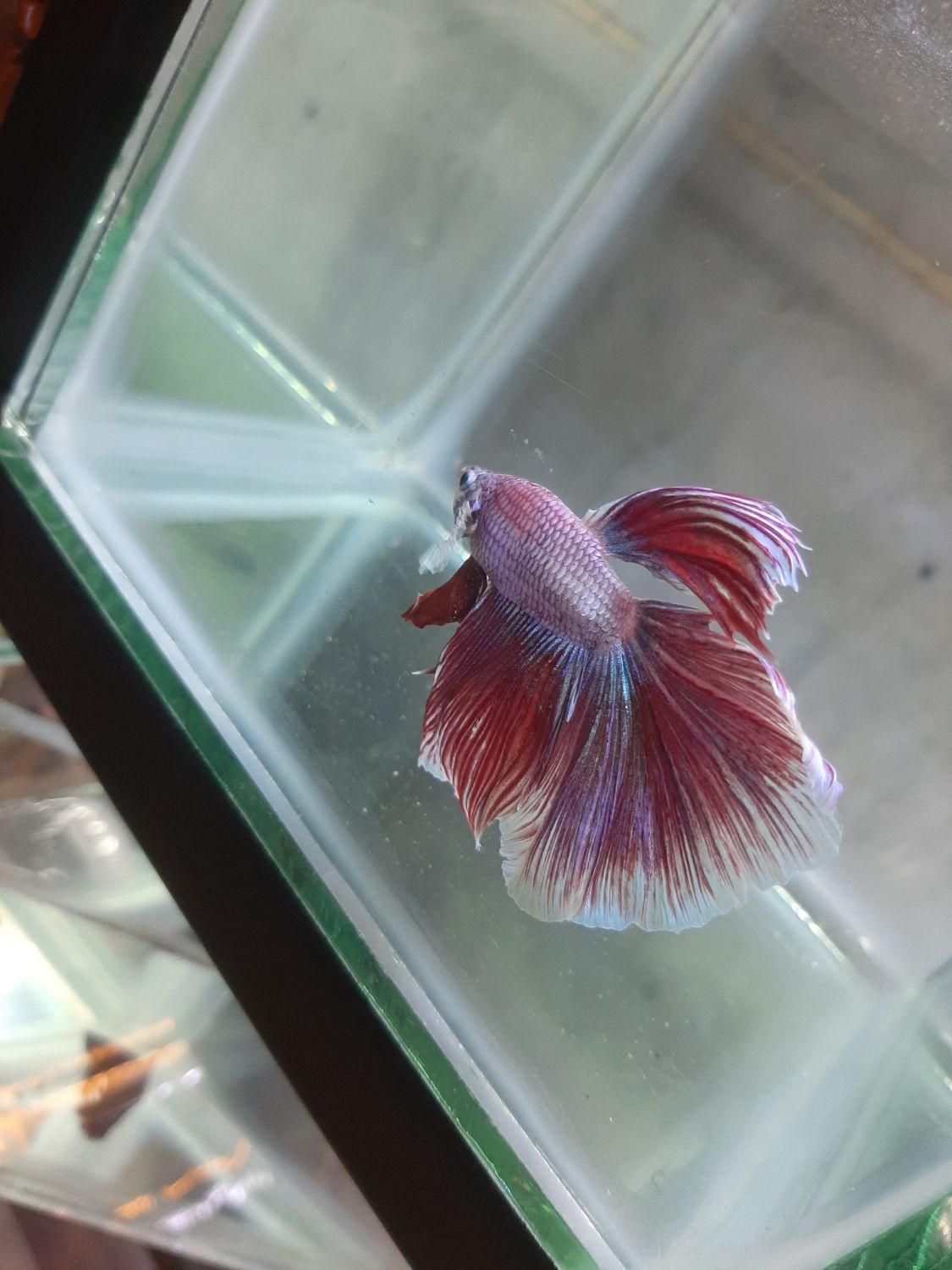 فروشگاه ماهی فایتر|ماهی|اصفهان, هفتون|دیوار