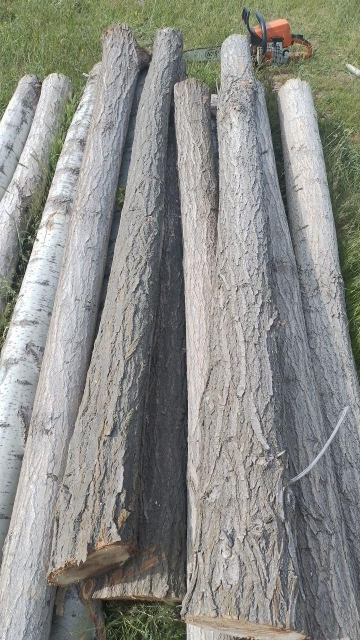 خریدار درخت|خدمات باغبانی و درختکاری|سنقر, |دیوار