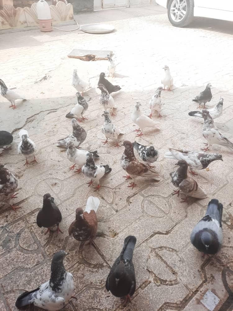 کبوتر بپر|پرنده|میناب, |دیوار