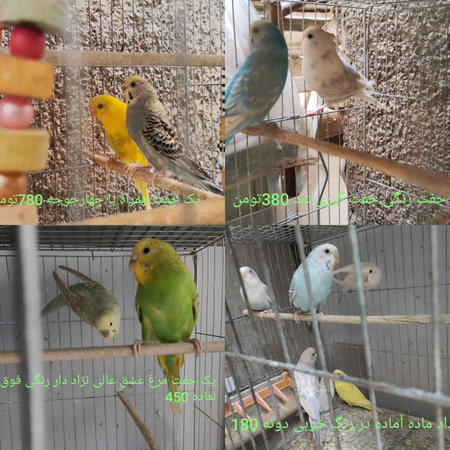 مرغ عشق خوش رنگ قمیت مناسب|پرنده|تهران, دکتر هوشیار|دیوار