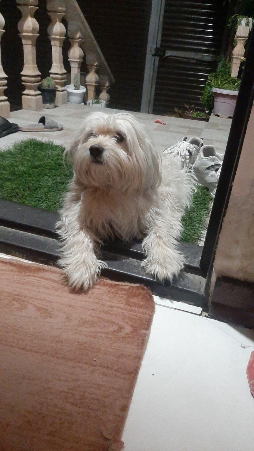 گمشده شیتزوپسر۴ساله سفیدوکرم رنگ|سگ|شیراز, شیشهگری|دیوار