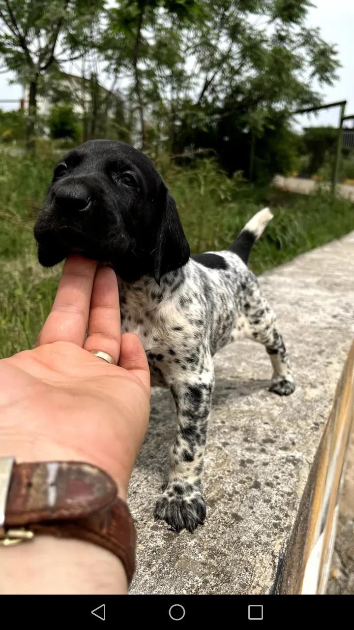 دامپزشک|خدمات پیشه و مهارت|مشکین‌دشت, |دیوار