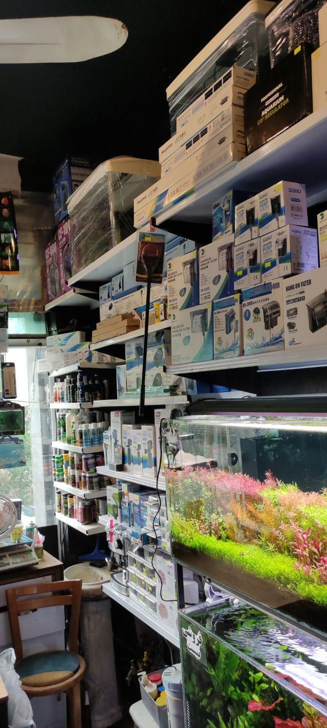 انواع ماهی گیاه خوار|ماهی|شیراز, شهرک سراج‎|دیوار