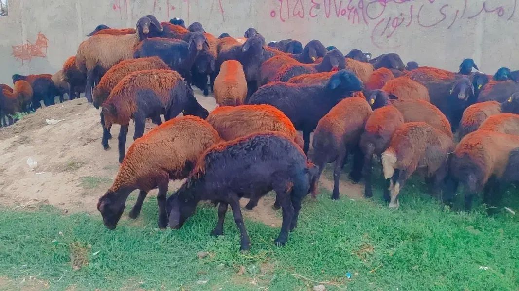 120 راس بره ماده افشار و غزل افشار فروشی ...میش|حیوانات مزرعه|مشهد, طرق|دیوار