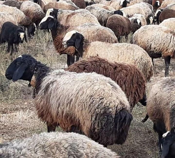 گوسفندان اصیل ازنژاد شال قزوین|حیوانات مزرعه|شیراز, شهرک امام حسن|دیوار