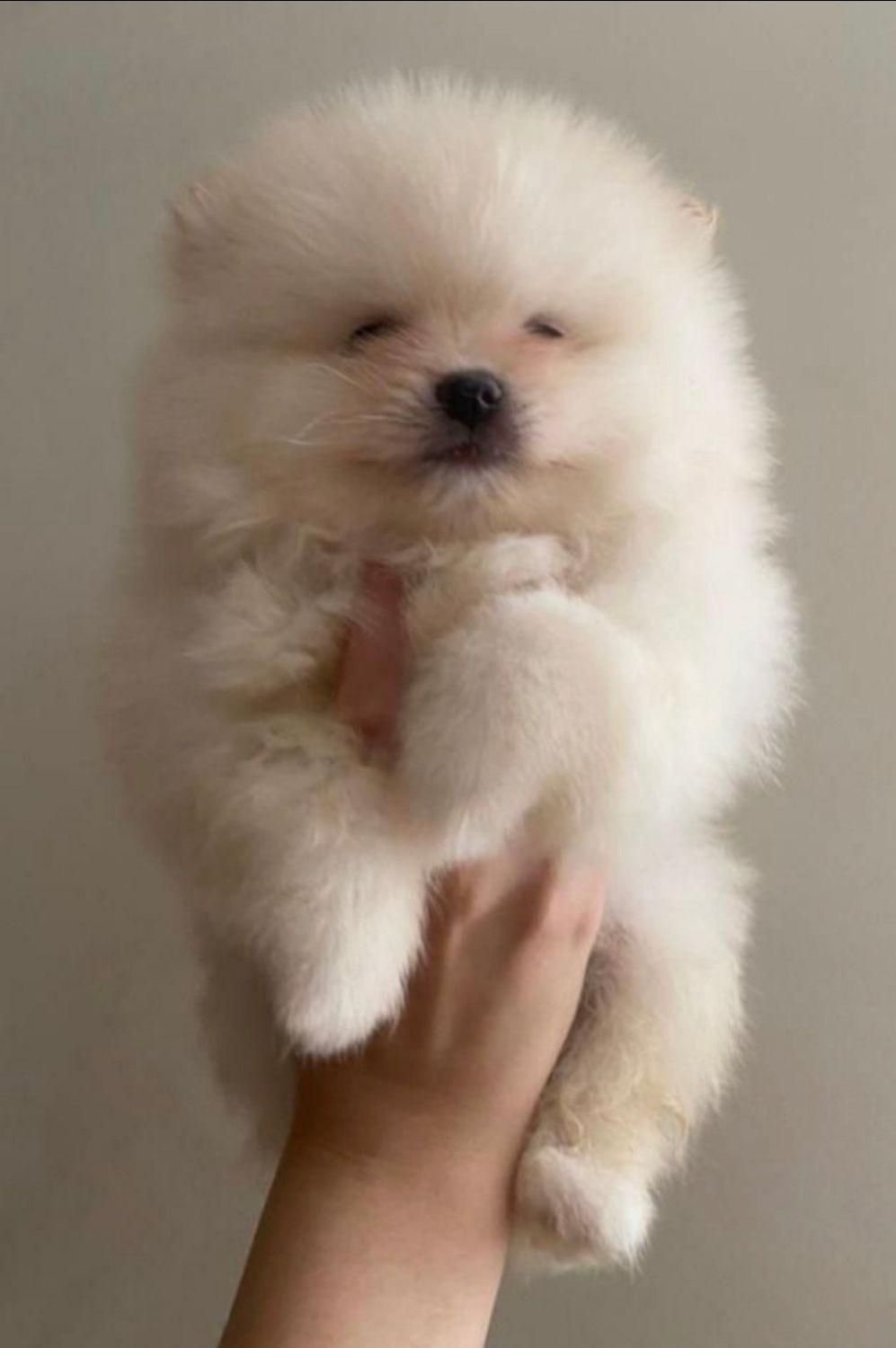 سگ پامر خرسی.پامرانیان جیبی|سگ|شیراز, میانرود|دیوار