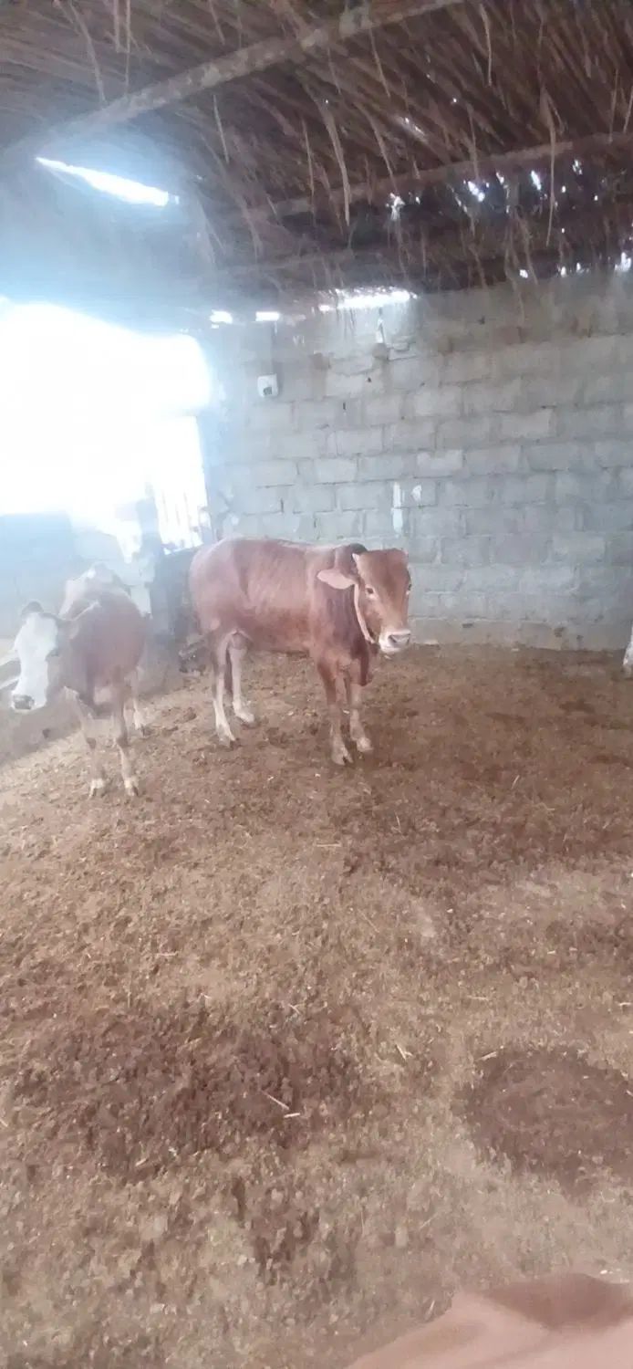 گاو گوساله نر برای پروار گوساله قطع شیر خوراک خور|حیوانات مزرعه|لار, |دیوار