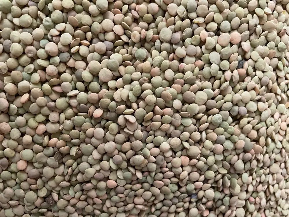 عدس خلخال|خوردنی و آشامیدنی|رشت, معلولین|دیوار