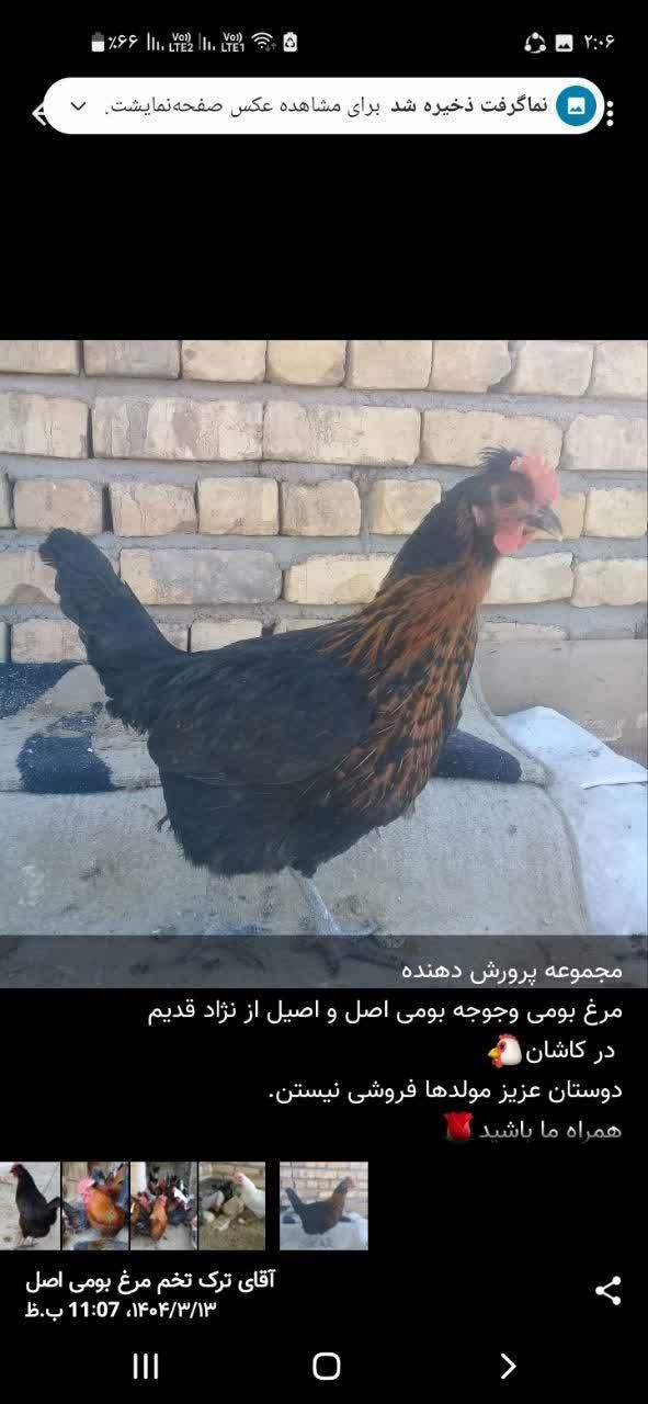 جوجه بومی ومرندی|حیوانات مزرعه|اصفهان, آفاران|دیوار