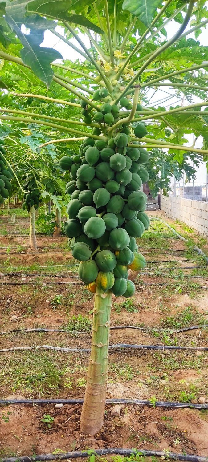 انواع نهال مرکبات شناسنامه دار و پاپایا|خدمات باغبانی و درختکاری|دزفول, |دیوار