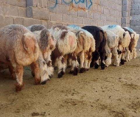 بره نر درجه یک چاق بره ماده|حیوانات مزرعه|مرودشت, دولت آباد|دیوار