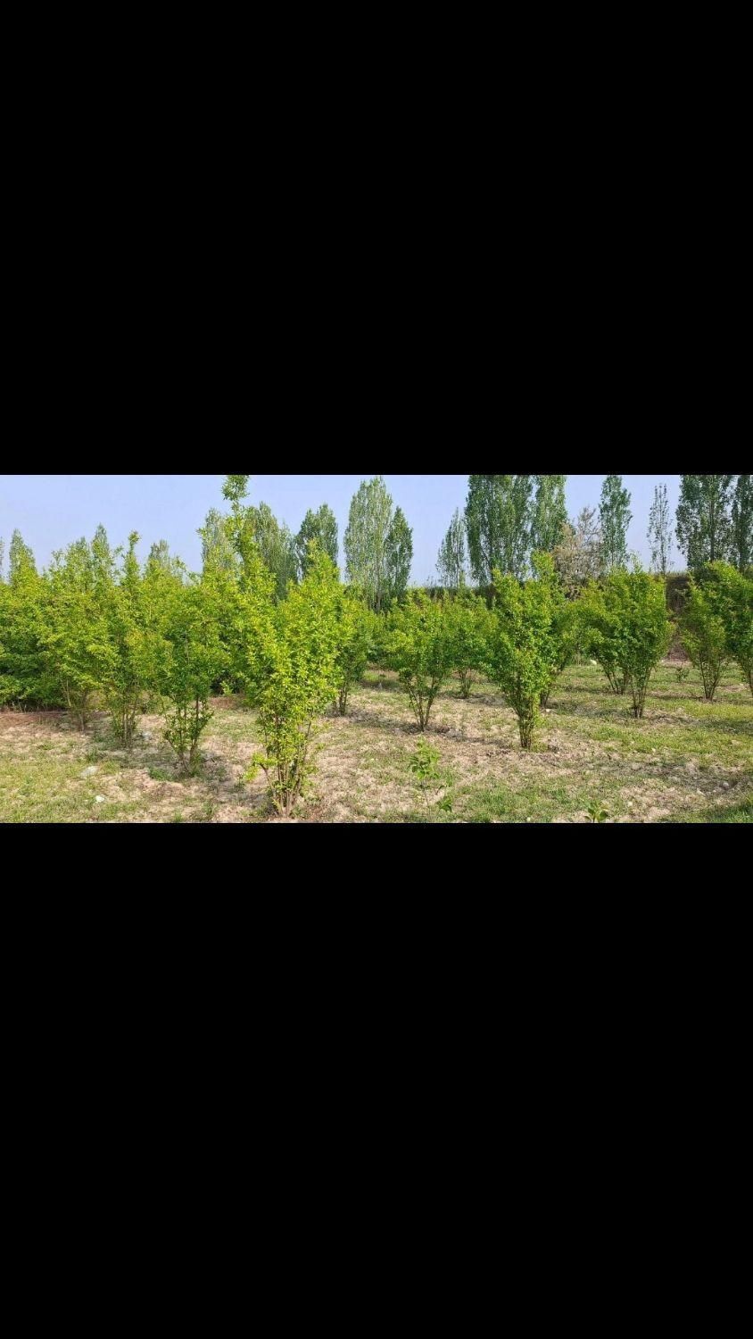 زمین باغ1350مترسنددارباامتیازآب فنس کشی آماده|فروش زمین و ملک کلنگی|گرگان, |دیوار