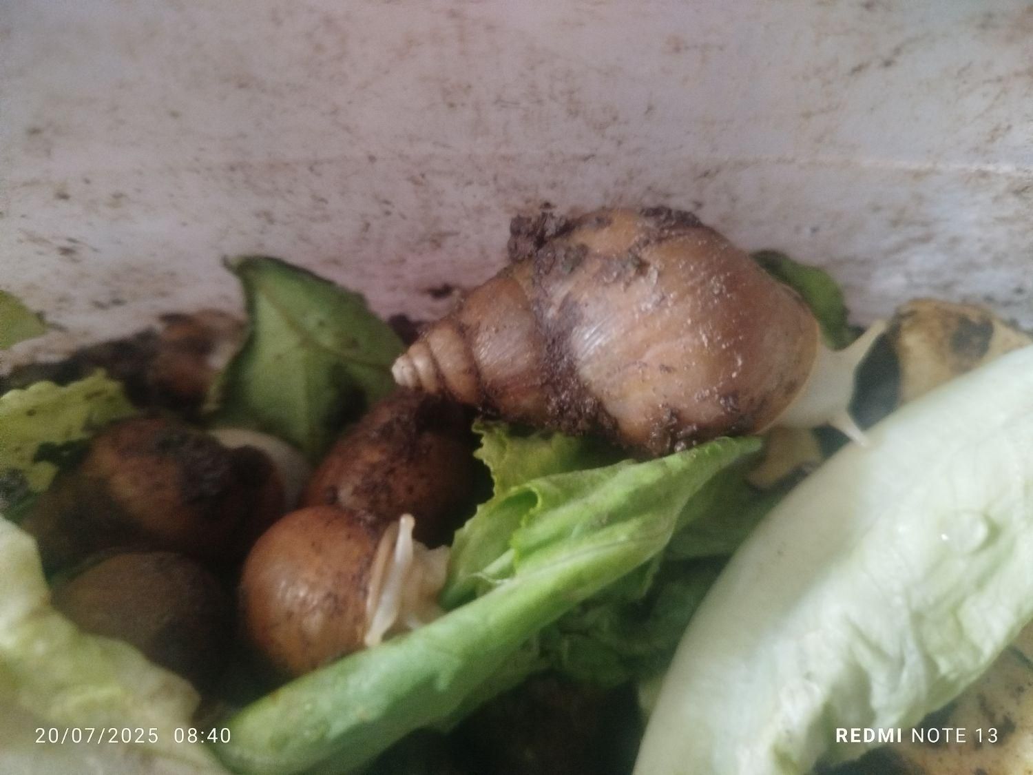 حلزون پرورشی 200تا300کوجک وبزرگ ریز درشت|خزنده|کرمان, |دیوار