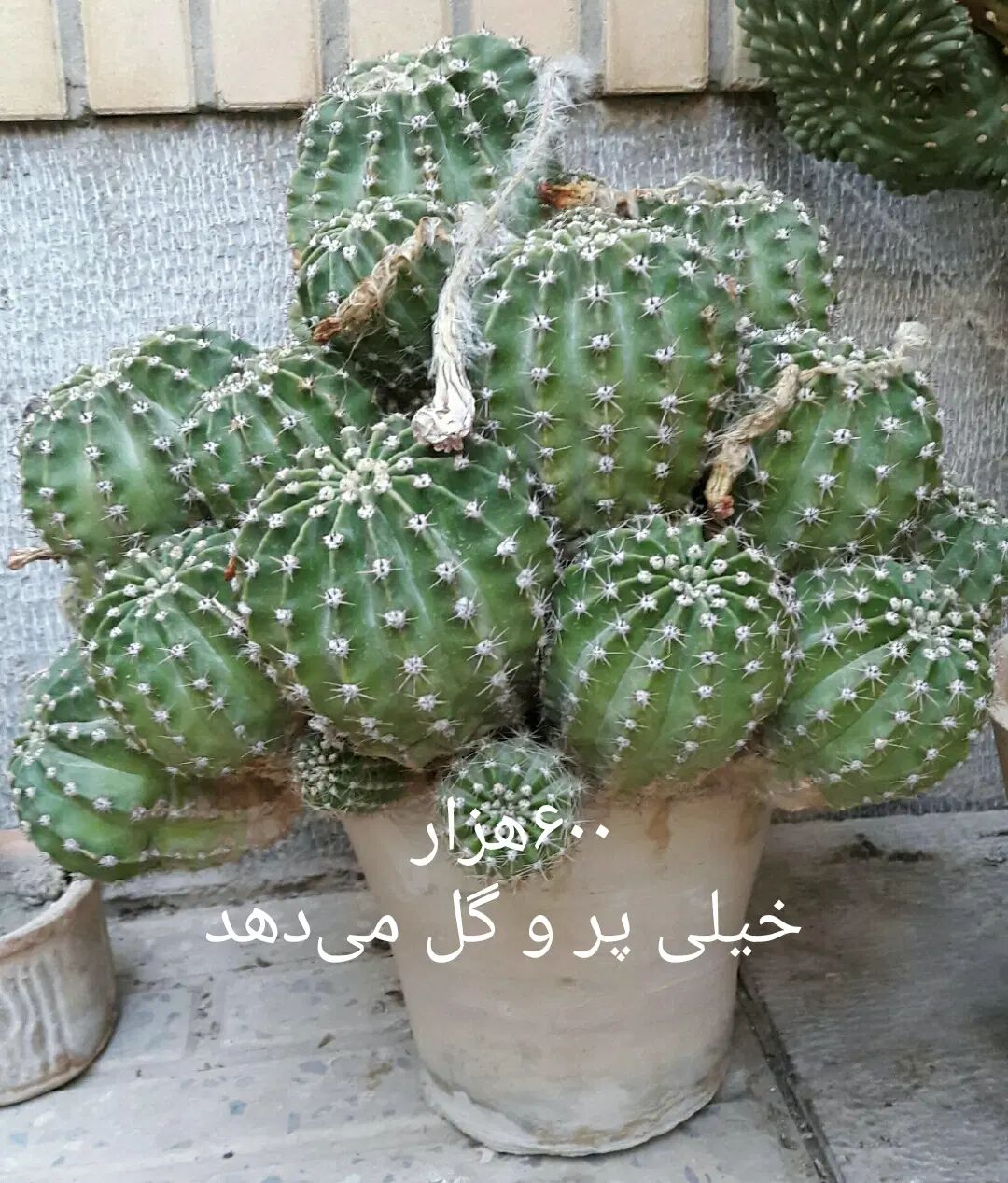 گل زیبای آپارتمانی پاندانوس سبز و چند مدل کاکتوس|گل و گیاه طبیعی|اصفهان, رکن الدوله شرقی|دیوار