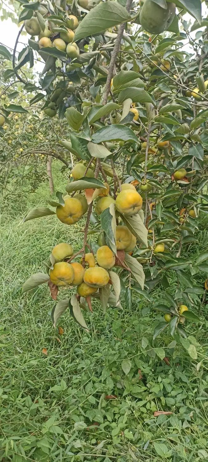 فروش خرمالو روی درخت ، صومعه‌ سرا ، ۱۰ تن بار|عمده‌فروشی|رشت, سعدی (تختی)|دیوار