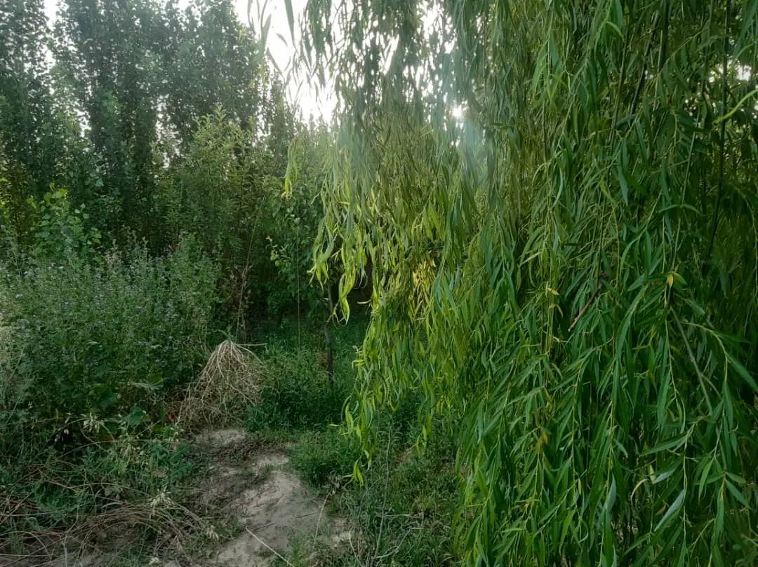 فروش زمین ۵۰۰ متری در بهمن آباد اسلامشهر|فروش زمین و ملک کلنگی|اسلام‌شهر, زرافشان|دیوار