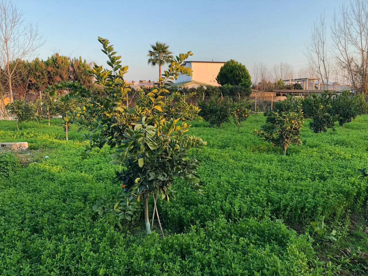 ۳هزارمتر زمین/دارای بنای نیمه کاره دوبلکس با استخر|فروش زمین و ملک کلنگی|سرخرود, |دیوار