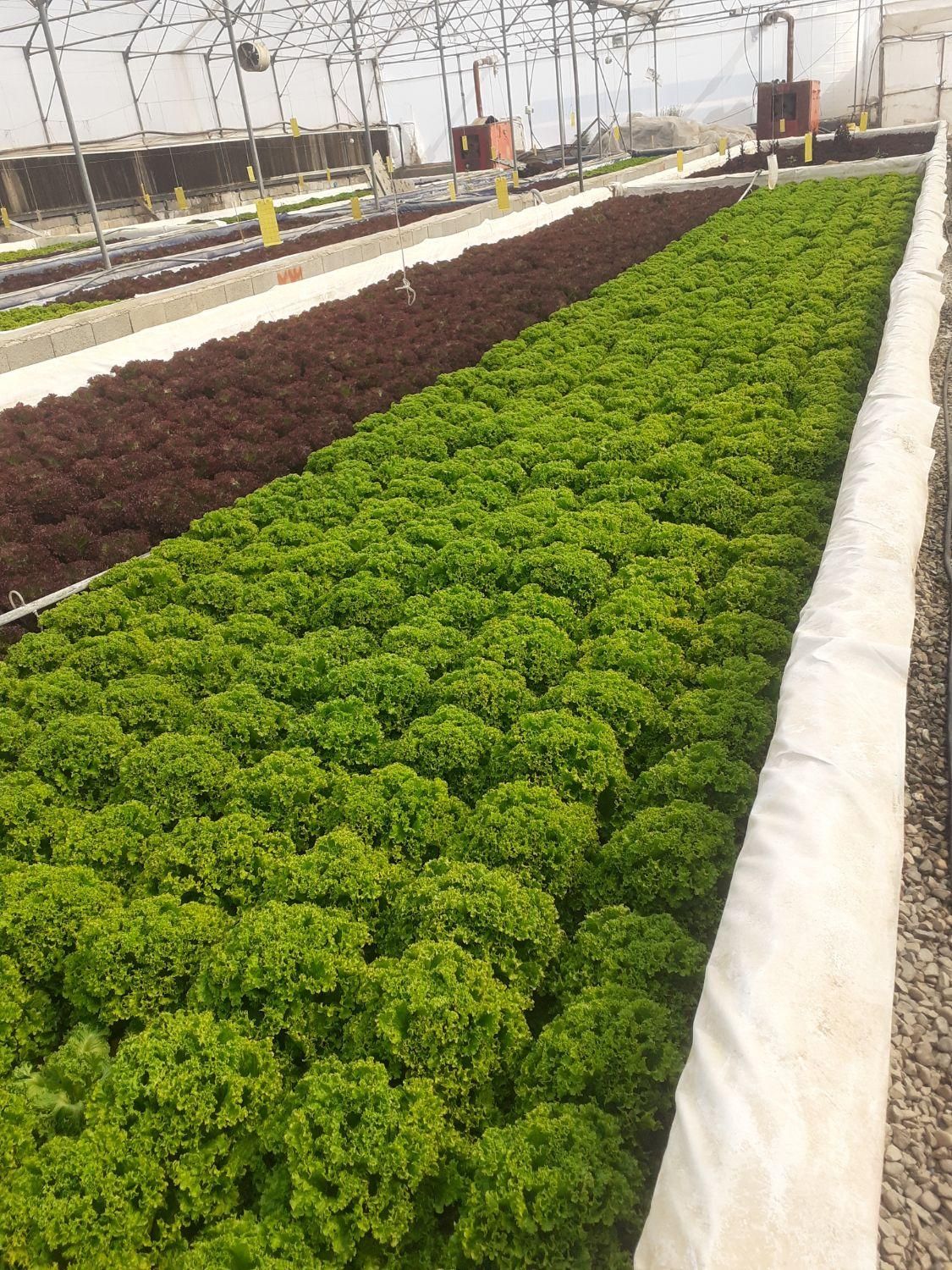 اجار ه و فروش گلخانه هیدروپونیک  کاهو فرانسوی|فروش دفتر صنعتی، کشاورزی، تجاری|گرمدره, |دیوار