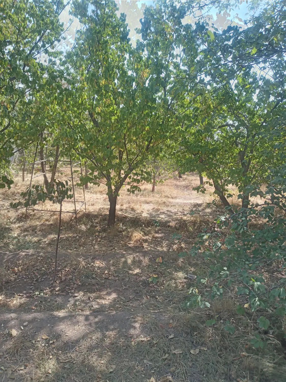 فروش باغ ۱۰۰۰ متری روستای  فشند|فروش زمین و ملک کلنگی|کرج, شاهین‌ویلا|دیوار